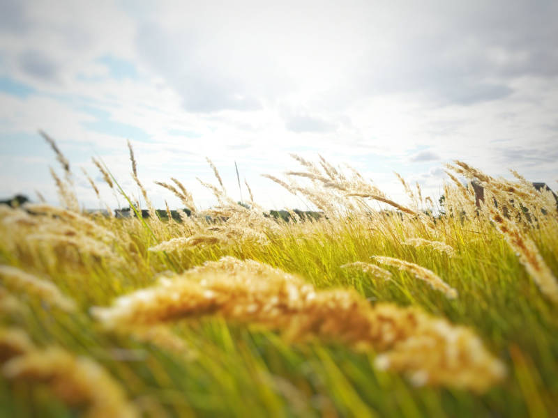 wheat blowing in the wind