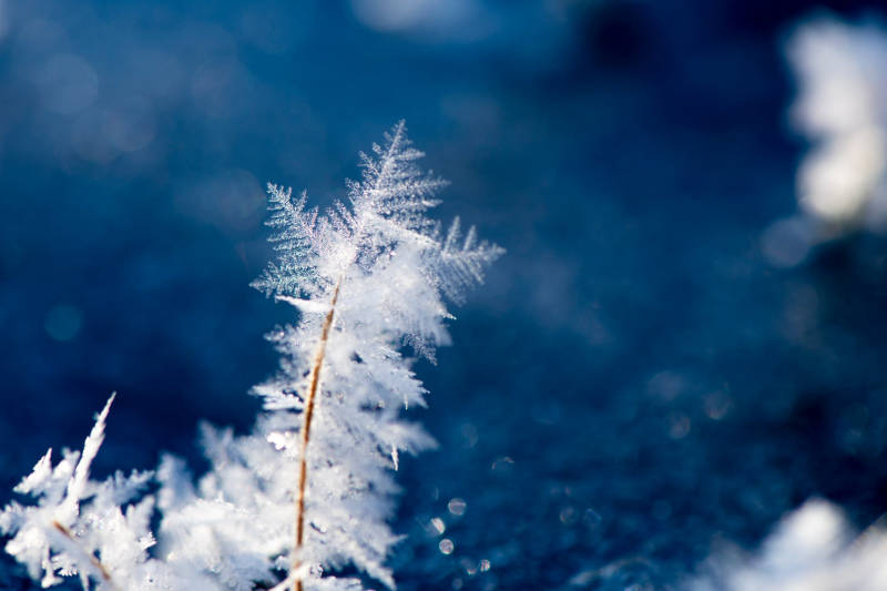 snowy winter with ice crystals on a plant