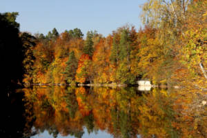 Trees with fall colors reflected in Bear Lake