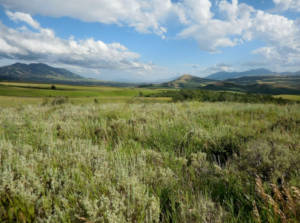 Grassy field in Preston, Idaho